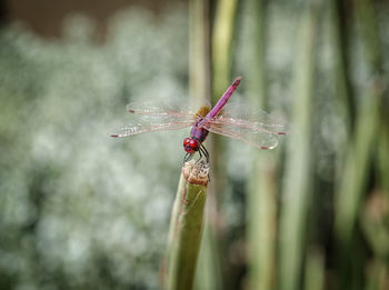 Close-up of damselfly perching on leaf