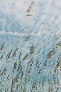 Close-up of plants against sky