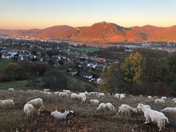 Flock of sheep on a land