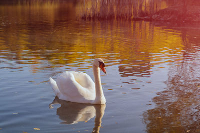 Swans swimming in lake