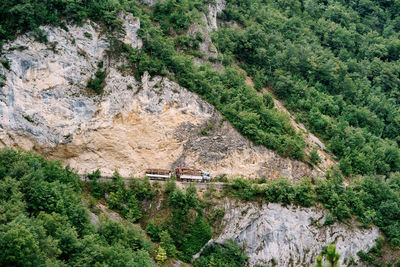 High angle view of trees in forest