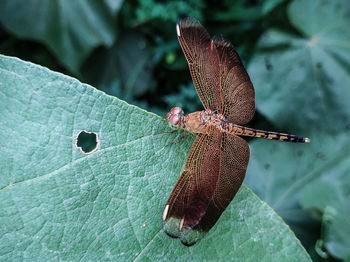 Close-up of butterfly on leaf