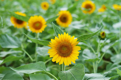 Close-up of yellow flower blooming in field