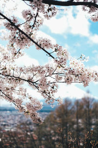 Low angle view of cherry blossoms against sky