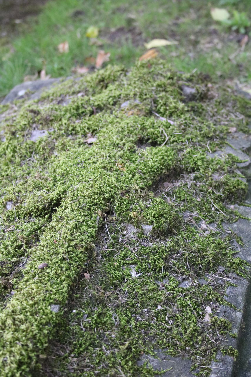 EXTREME CLOSE UP OF MOSS GROWING ON TREE TRUNK