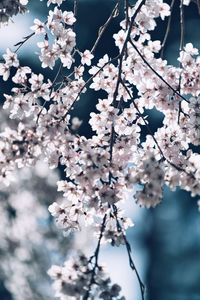 Close-up of cherry blossom