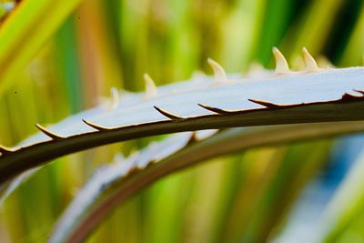 Close-up of barbed wire against green leaves