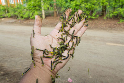 Many worms are in the palm of your hand.