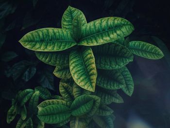 Close-up of green leaves