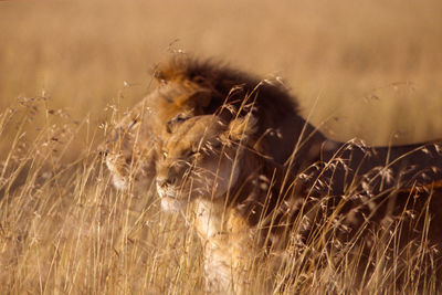 Close-up of lion couple in sunset light in masai mara.