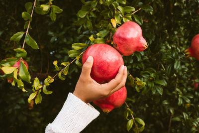 Close-up of hand holding strawberry growing on tree