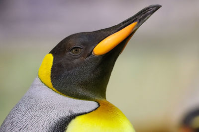 Close-up side view emperor penguin head daylight