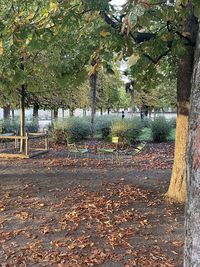 Trees in park during autumn