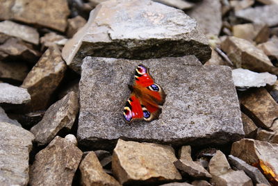 Close-up of butterfly on rock