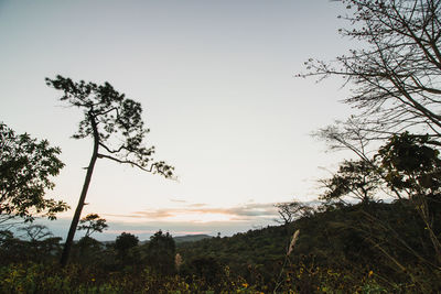 Trees on field against sky at sunset