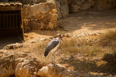 Bird perching on rock