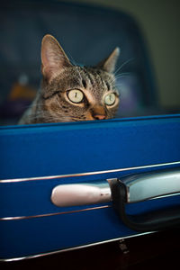 Close-up portrait of a cat