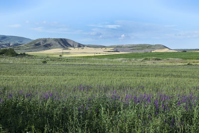 Scenic view of grassy field against sky