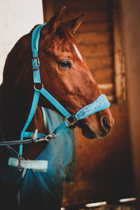 Close-up of horse in ranch