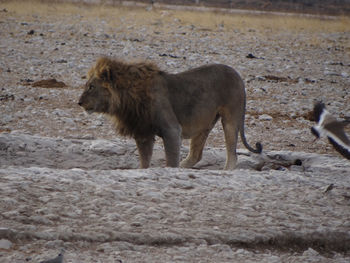 Photo of a lion while resting at a waterhole in the etosha national park in namibai