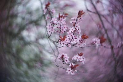 Close-up of pink cherry blossom tree