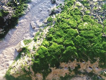 Plants growing on rocks