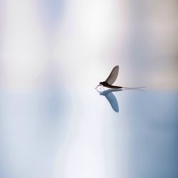 Close-up of bird flying against sky