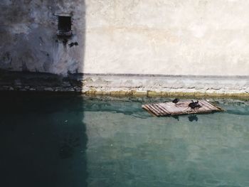 Close-up of horse in water