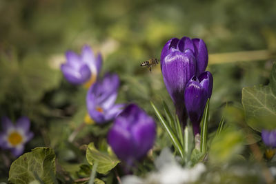 Close-up of honey bee flying by crocus blooming outdoors