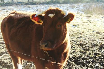 Close-up portrait of cow