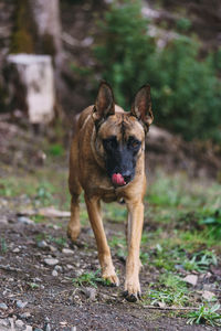 Belgian malinois playing in the woods