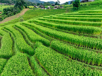 Scenic view of agricultural field