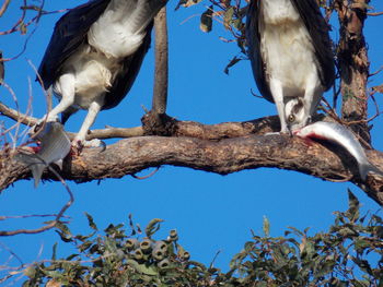 Low angle view of bird perching on branch against blue sky