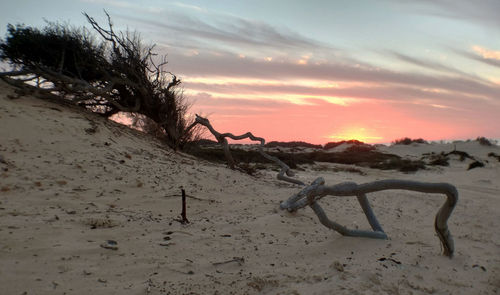 Dead tree on sand at beach against sky during sunset