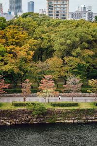 Trees in city