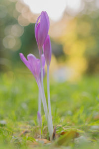 Close-up of purple crocus flower on field