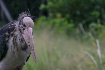 Close-up of a bird