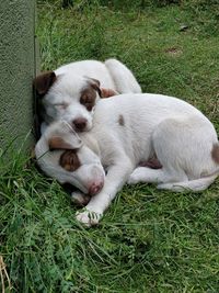 Dog sleeping in grass