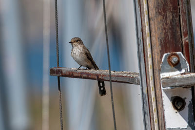 Close-up of bird perching on metal