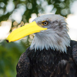 Close-up of eagle against blurred background