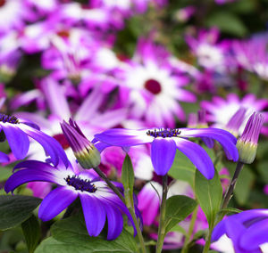 Close-up of purple flowering plant