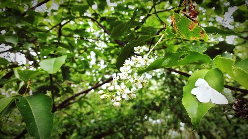 Close-up of leaves on tree