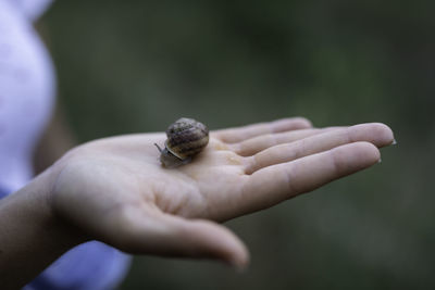 Close-up of hand holding small