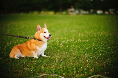 Dog sitting on grass