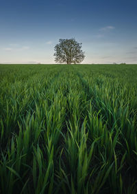 Solitary tree growing strong alone in the middle of a wheat field. picturesque summer landscape