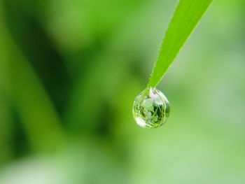 Close-up of drop onplant