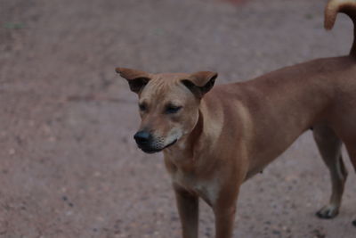 High angle view of dog standing on land