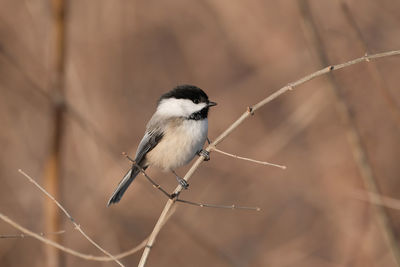 Close-up of bird perching on twig