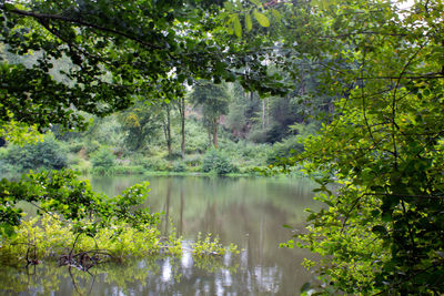 Scenic view of lake amidst trees in forest