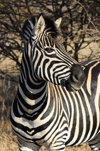 Close-up of a zebra